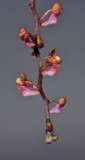 Malleola witteana 