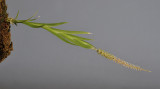 Oberonia ciliolata aff.
