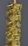 Oberonia ciliolata aff. Close-up.