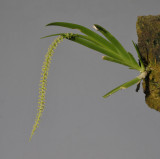 Oberonia singalangensis 