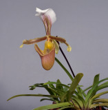 Paphiopedilum barbigerum