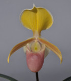 Paphiopedilum helenae. Close-up.