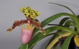 Paphiopedilum henryanum