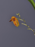 Pleurothallis Orange. Close-up. HBL.jpg