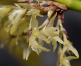 Pleurothallis sp. Close-up. 970941.