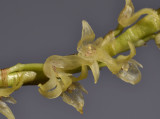 Pleurothallis sp. Surinam. Close-up. 