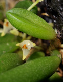Bulbophyllum shepherdii. Close-up.