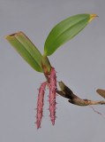 Bulbophyllum hastiferum 
