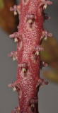 Bulbophyllum hastiferum. Close-up. 