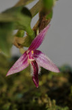 Bulbophyllum sp. Close-up. Side.