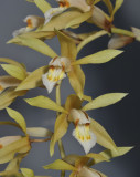 Coelogyne rochussenii. Close-up.