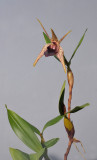 Dendrobium amplum