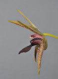 Dendrobium amplum. Close-up side.