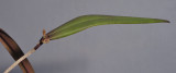Myoxanthus reymondii