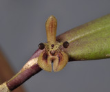 Myoxanthus reymondii. Close-up.