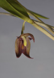 Myoxanthus serripetalus. Closer.