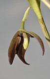 Myoxanthus serripetalus. Close-up. Side.