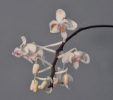 Phalaenopsis celebensis. Closer.