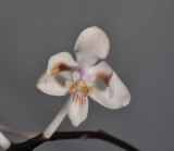 Phalaenopsis celebensis. Close-up.