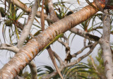 Phelsuma borbonica. In Pandanus montanus.