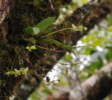 Angraecum cordemoyi