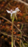 Cynorkis rosellata. Closer.