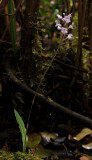 Cynorkis squamosa