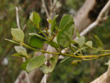 Viscum triflorum. Close-up.
