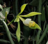 Vanilla bahiana. Close-up side.