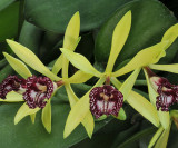 Vanilla imperialis. Close-up.