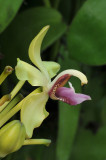 Vanilla crenulata. Close-up side.
