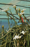 Vanilla cf. madagascariensis 