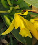 Vanilla palmarum. Close-up. 