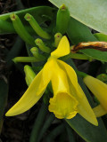 Vanilla palmarum. Close-up.