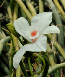 Vanilla cf. madagascariensis. Close-up. 