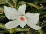 Vanilla cf. madagascariensis. Close-up.