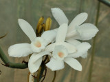 Vanilla cf. madagascariensis. Closer. 