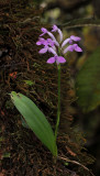 Arnottia mauritiana
