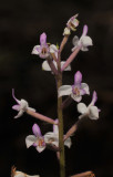 Cynorkis ridleyi. Closer.