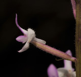 Cynorkis ridleyi. Closer-up side.