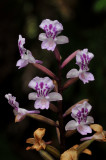 Cynorkis squamosa. Closer.