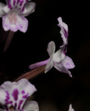Cynorkis squamosa. Close-up side.