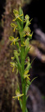 Habenaria praealta. Closer.