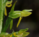 Habenaria praealta. Close-up side.