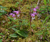 Calypso bulbosa var. bulbosa.