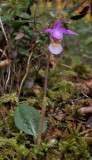 Calypso bulbosa var. bulbosa