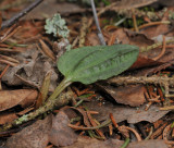 Calypso bulbosa var. bulbosa. Plant with emerging flower spike.