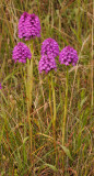 Anacamptis pyramidalis