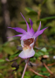 Calypso bulbosa var bulbosa. Close-up.