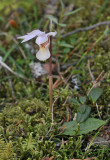 Calypso bulbosa var bulbosa. Pale form.
